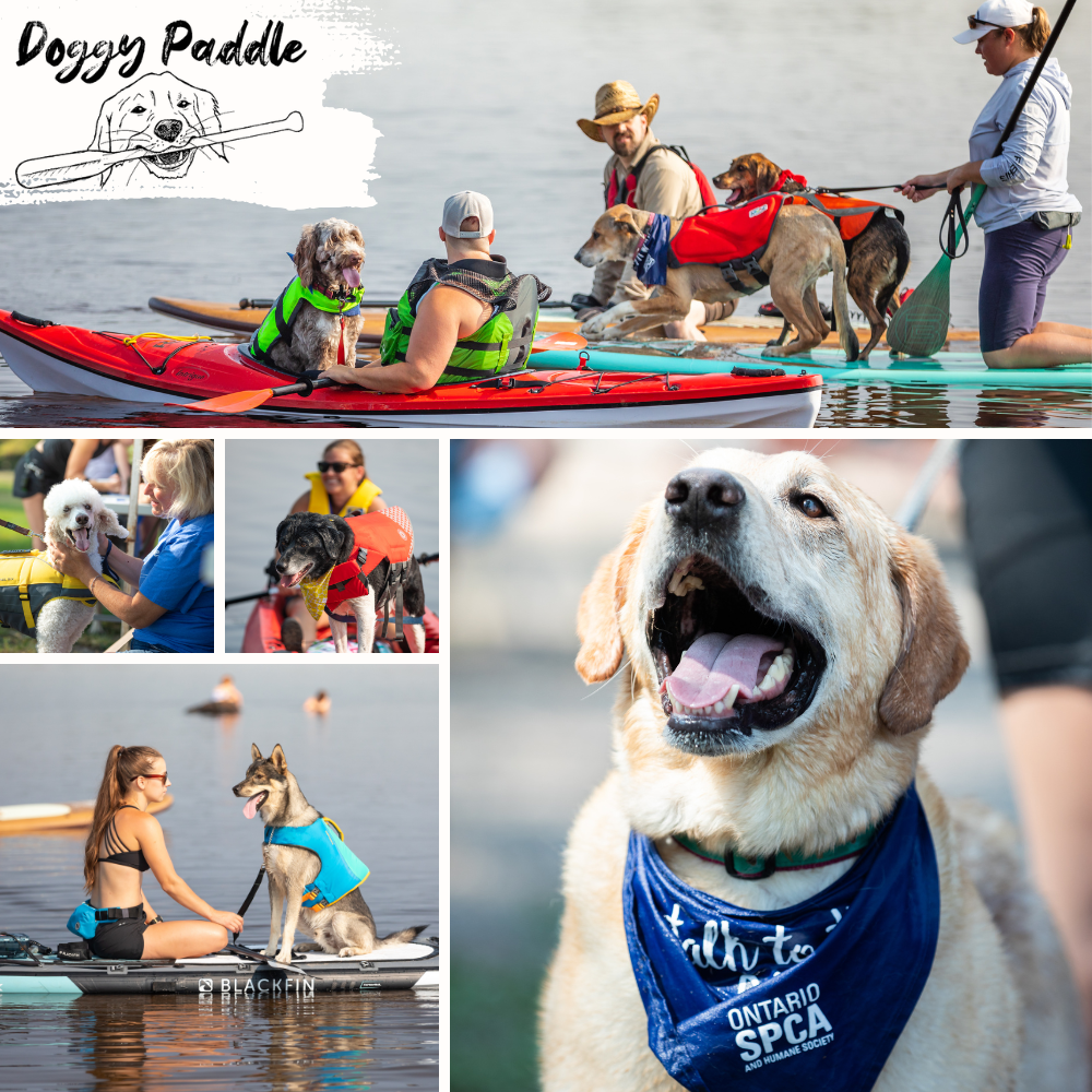 doggie paddle event poster